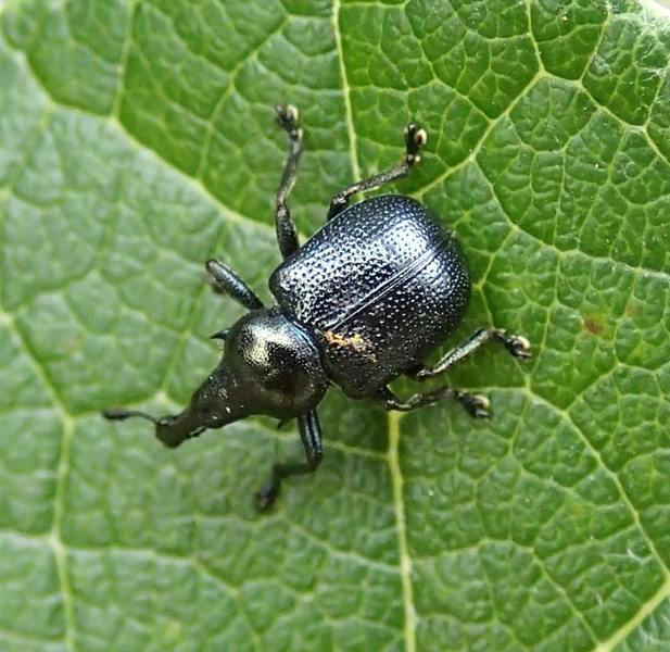 Byctiscus cf. populi - Rhynchitidae